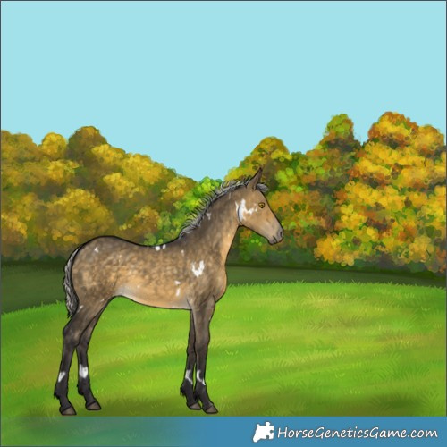 Horse Color:White Spotted Silver Buckskin Dun 