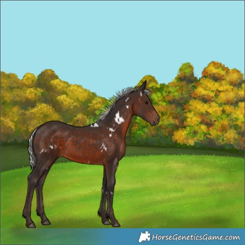 Horse Color:White Spotted Silver Brown 