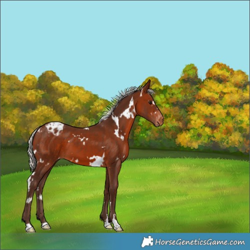 Horse Color:White Spotted Silver Bay Varnish 