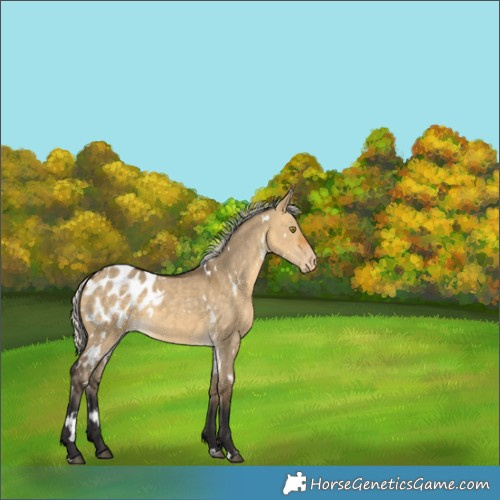 Horse Color:White Spotted Silver Buckskin Dun Appaloosa 