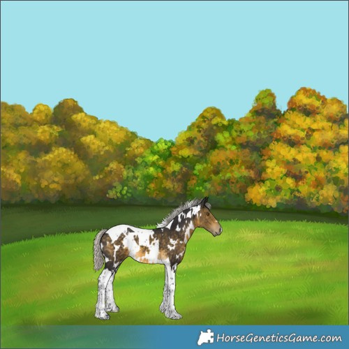 Horse Color:White Spotted Silver Buckskin Tobiano 