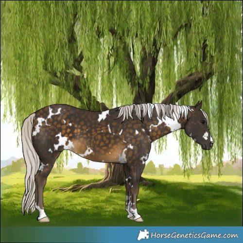 Horse Color:White Spotted Silver Buckskin 