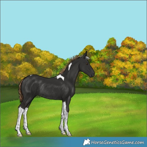 Horse Color:Liver Chestnut Tobiano Rabicano 