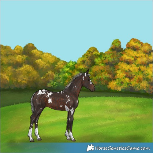 Horse Color:White Spotted Silver Brown Tobiano 