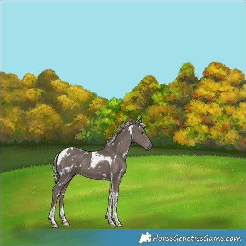 Horse Color:White Spotted Silver Black Tobiano 