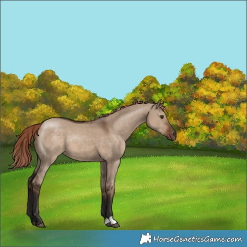 Horse Color:Liver Red Dun 