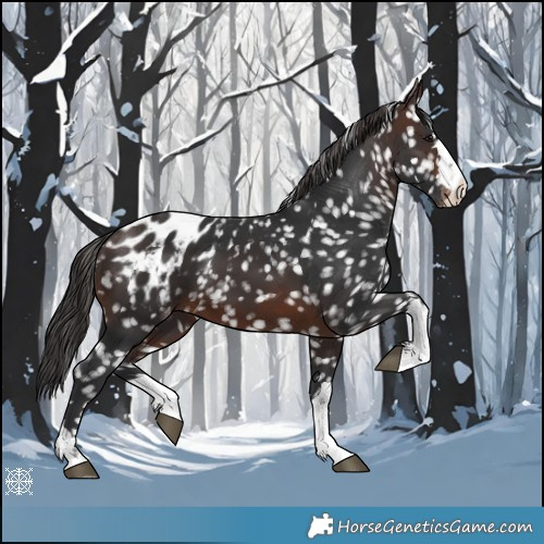 Horse Color:Brown Appaloosa 