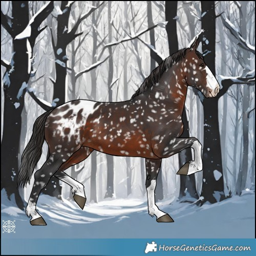 Horse Color:Brown Appaloosa 