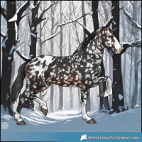 Horse Color:Brown Appaloosa 
