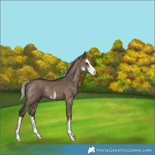Horse Color:White Spotted Silver Brown Dun 