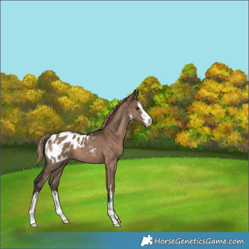 Horse Color:White Spotted Liver Red Dun Appaloosa 