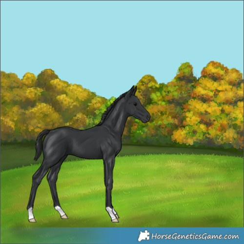Horse Color:Black 