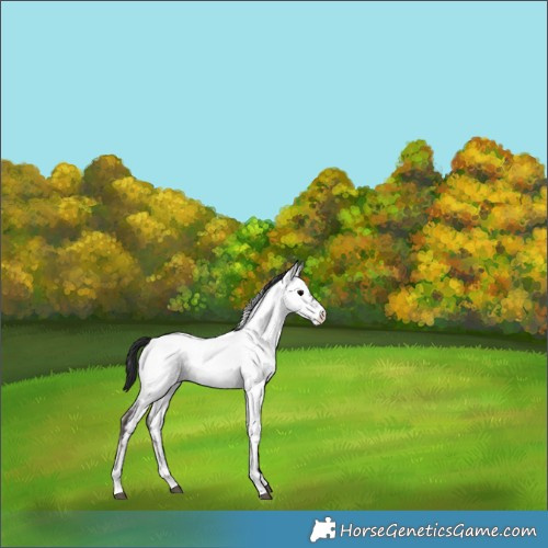 Horse Color:Brown Onyx Sabino Near Fewspot 