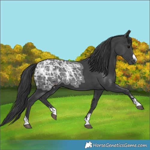 Horse Color:Black Ice 