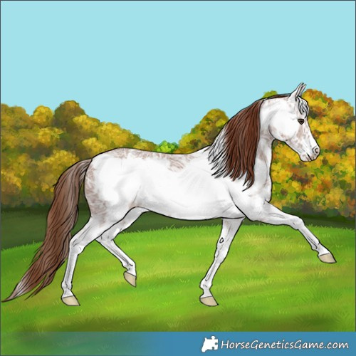 Horse Color:Chestnut Ice Sabino Frame 