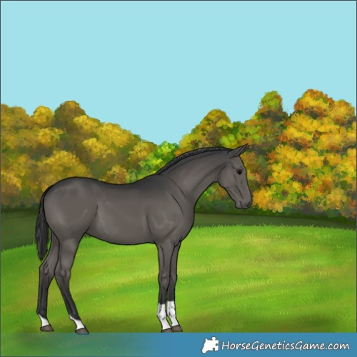 Horse Color:Black Tobiano Rabicano 