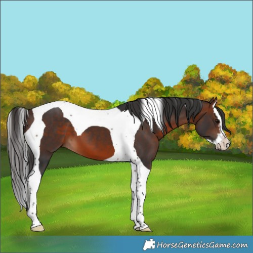 Horse Color:Brown Splash Tobiano 