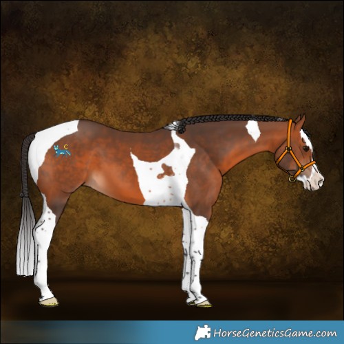 Horse Color:Bay Splash Tobiano 