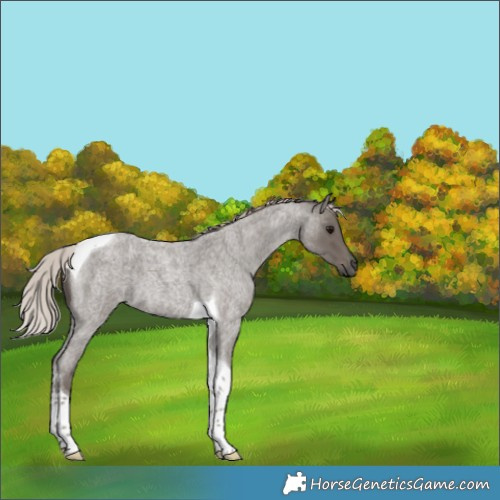 Horse Color:Silver Blue Roan Tobiano 