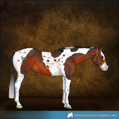 Horse Color:Brown Splash Tobiano 