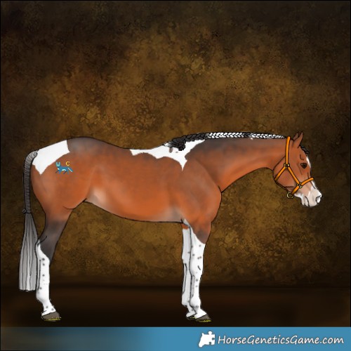 Horse Color:Bay Splash Tobiano 