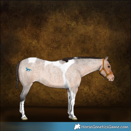 Horse Color:Bay Roan Dun Tobiano Appaloosa Rabicano 