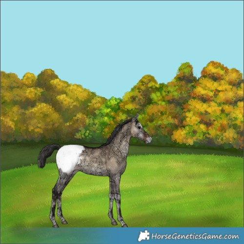 Horse Color:Brown Ice Onyx Snowflake Varnish