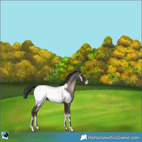 Horse Color:Blue Onyx Appaloosa Rabicano 