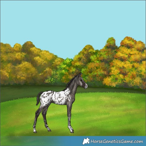 Horse Color:Grullo Ice Onyx Mushroom Sabino Varnish Rabicano 