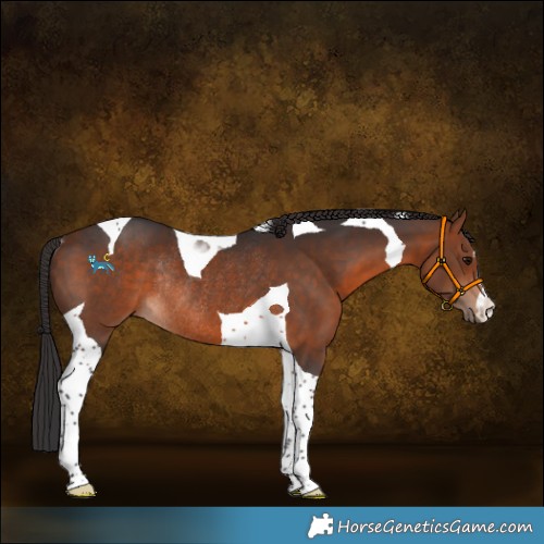 Horse Color:Bay Tobiano Rabicano 