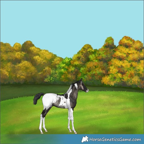 Horse Color:Blue Onyx Ice Mushroom Tobiano Snowcap Rabicano 