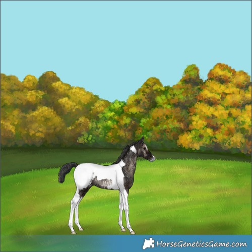 Horse Color:Blue Onyx Ice Tobiano Appaloosa Rabicano 