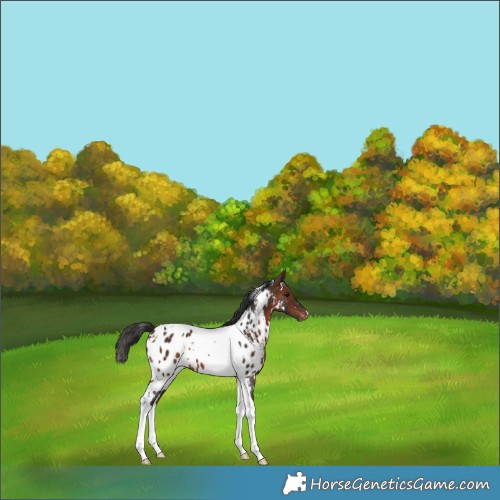 Horse Color:White Spotted Bay Tobiano Appaloosa 