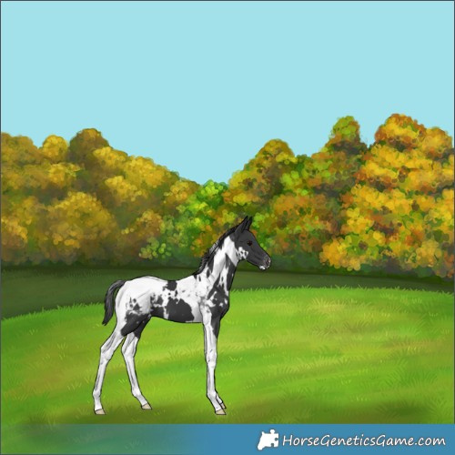 Horse Color:White Spotted Black Tobiano Varnish 