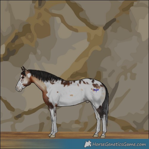 Horse Color:Brown Onyx Sabino Frame Appaloosa 
