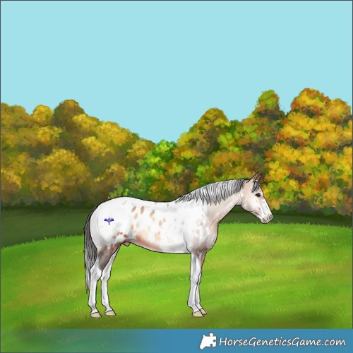 Horse Color:Bay Onyx Sabino Tobiano Blanket Rabicano 