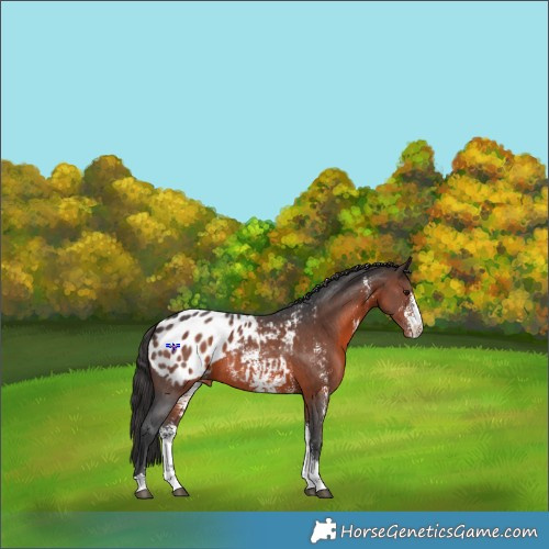 Horse Color:Brown Sabino Appaloosa 