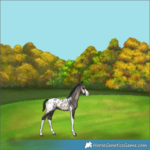 Horse Color:Blue Onyx Sabino Tobiano Appaloosa 