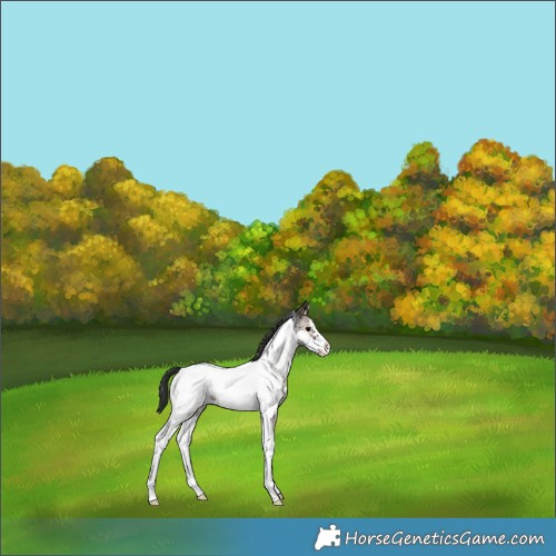 Horse Color:Blue Onyx Sabino Tobiano Frame Appaloosa 