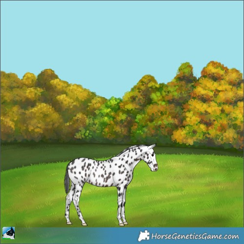 Horse Color:Brown Appaloosa Rabicano 