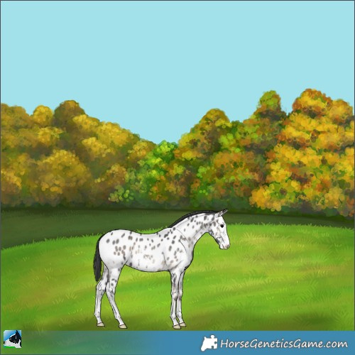 Horse Color:Blue Onyx Sabino Near Leopard Rabicano 