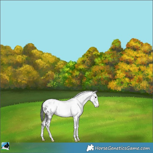 Horse Color:White Spotted Brown Sabino Appaloosa Rabicano 