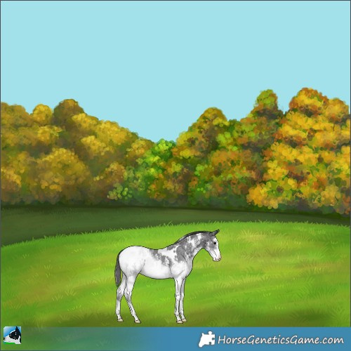 Horse Color:White Spotted Smoky Black Sabino Appaloosa 
