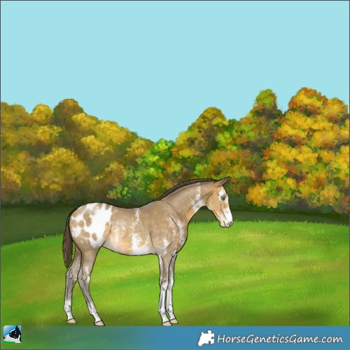 Horse Color:Sable Cream Champagne Sabino Blanket Rabicano 