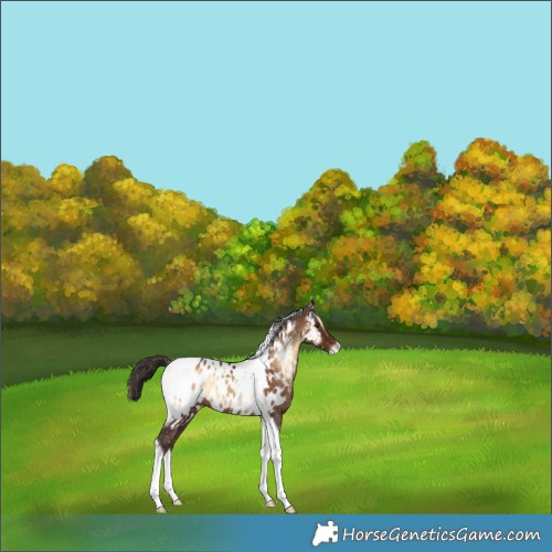 Horse Color:Liver Red Onyx Tobiano Appaloosa Rabicano 