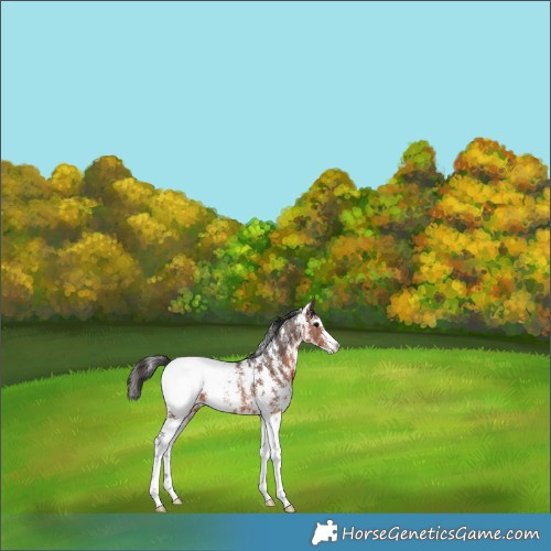 Horse Color:Brown Sabino Snowcap Rabicano 