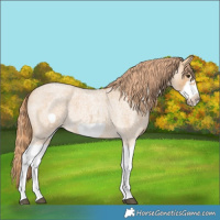 Horse Color:Red Dun Roan Splash Frame Rabicano