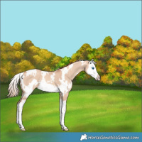 Horse Color:White Spotted Gold Champagne Dun Splash Frame