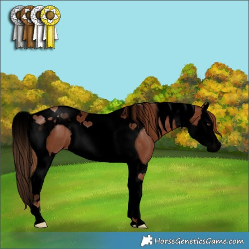 Horse Color:Void Chestnut Splash Tobiano 