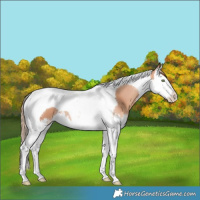 Horse Color:Gold Champagne Splash Tobiano